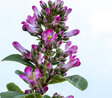 Escallonia 'Pink Elle'