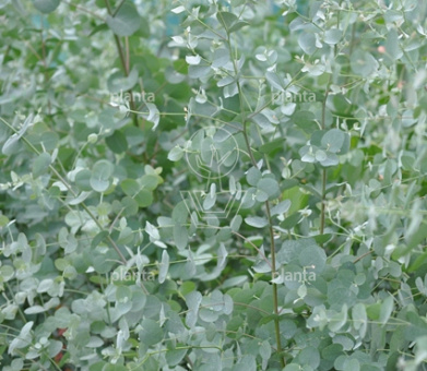 Eucalyptus gunnii