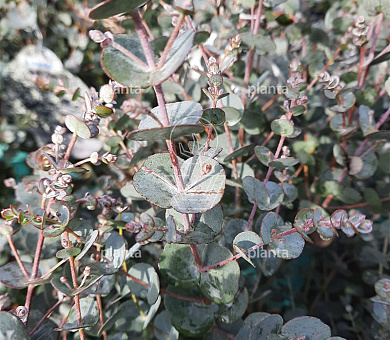 Eucalyptus gunnii 'Azura' (R)