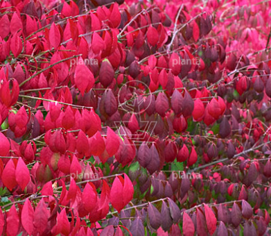 Euonymus alatus 'Compactus'