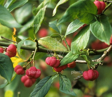 Euonymus europaeus