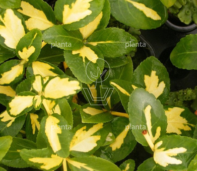 Euonymus fortunei 'Blondy'