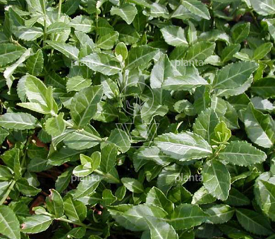 Euonymus fort. 'Coloratus'