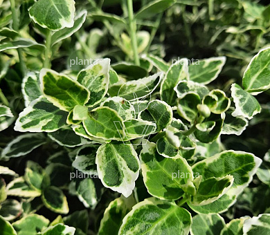 Euonymus fortunei 'Emerald Gaiety'