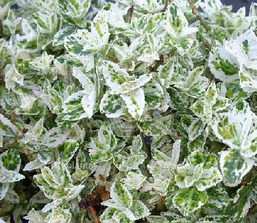 Euonymus fortunei 'Harlequin'