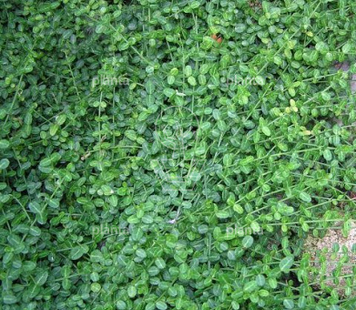 Euonymus fortunei 'Minimus'