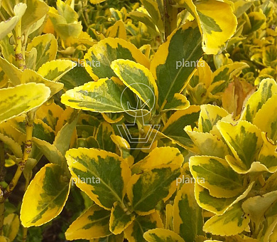 Euonymus jap. 'Aureus'