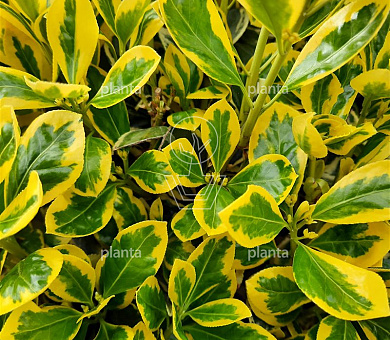 Euonymus japonicus 'Bravo'