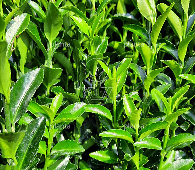 Euonymus jap. 'Green Spire'