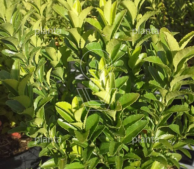 Euonymus jap. 'Microphyllus'