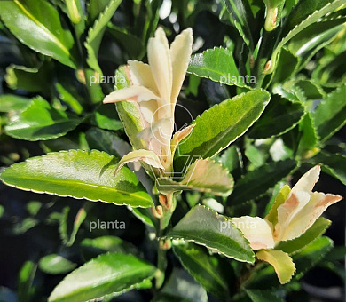 Euonymus japonicus 'Paloma Blanca'