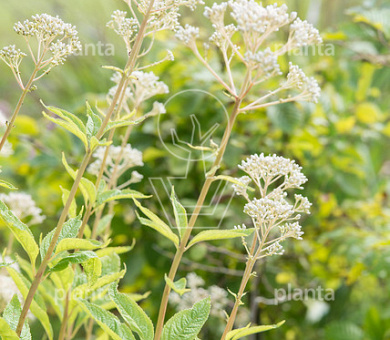 Eupatorium maculatum 'Album'