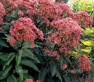Eupatorium maculatum 'Atropurpureum'