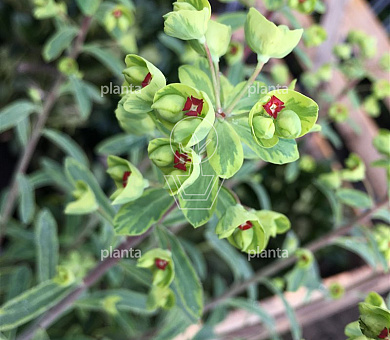 Euphorbia 'Ascot Rainbow'