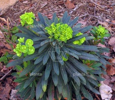 Euphorbia 'Redwing'