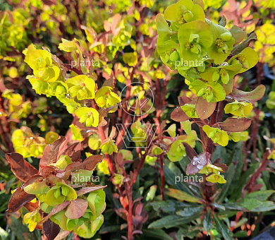 Euphorbia amygdaloides 'Purpurea'