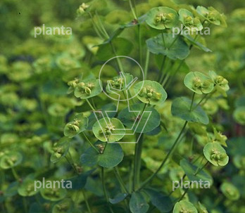 Euphorbia amygdaloides robbiae