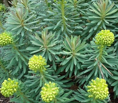 Euphorbia characias wulfenii