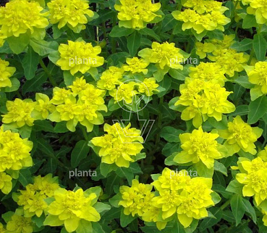 Euphorbia polychroma