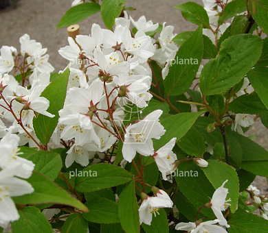 Exochorda macrantha 'The Bride'