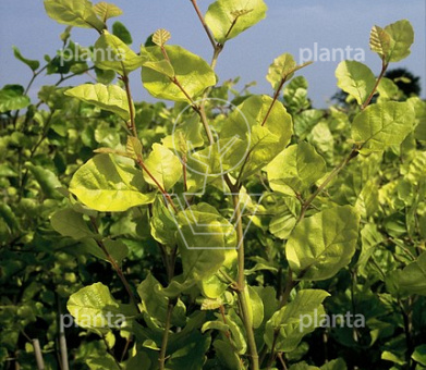Fagus sylvatica 'Dawyck Gold'