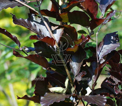 Fagus sylvatica 'Dawyck Purple'