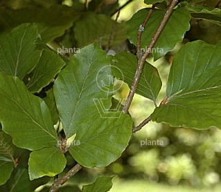Fagus syl. 'Dawyck'