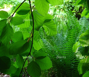 Fagus sylvatica 'Pendula'
