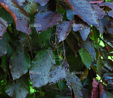 Fagus sylvatica 'Purple Fountain'