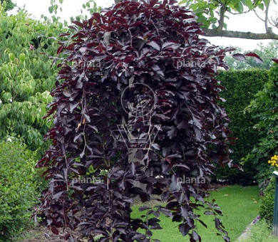 Fagus sylvatica 'Purpurea Pendula'