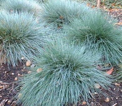 Festuca glauca