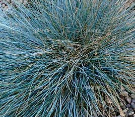 Festuca glauca 'Blaufuchs'