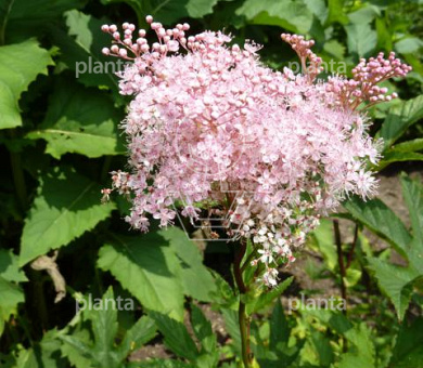 Filipendula rubra 'Venusta'
