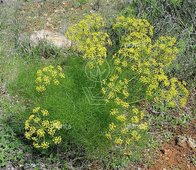 Foeniculum vulgare