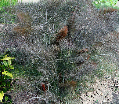 Foeniculum vulgare 'Purpureum'
