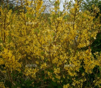 Forsythia intermedia 'Lynwood'