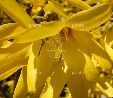 Forsythia intermedia 'Spectabilis'