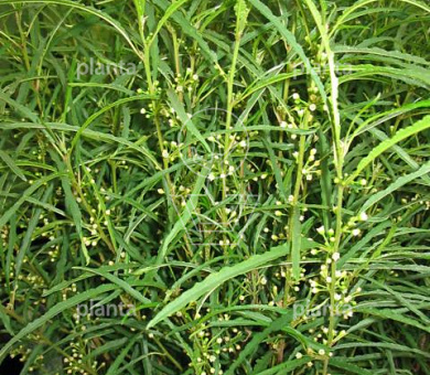 Frangula alnus 'Fine Line'