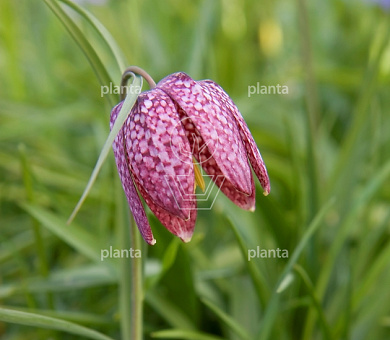 Fritillaria meleagris
