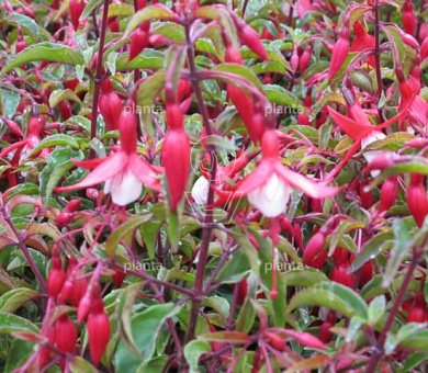 Fuchsia 'Madame Cornelissen'