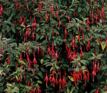 Fuchsia magellanica 'Riccartonii'