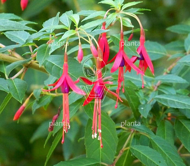 Fuchsia magellanica 'Gracilis'