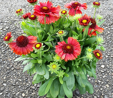 Gaillardia 'Burgunder'