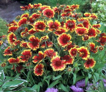 Gaillardia 'Kobold'