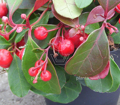 Gaultheria procumbens 'Big Berry'