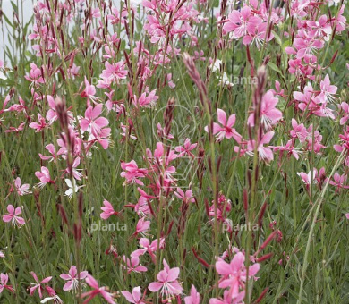 Gaura lindheimeri 'Siskiyou Pink'