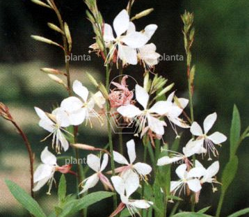 Gaura lindheimeri 'Whirling Butterflies'