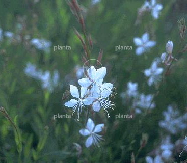 Gaura lindheimeri