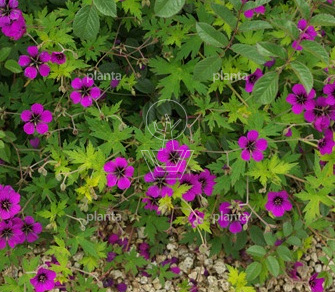 Geranium 'Ann Folkard'