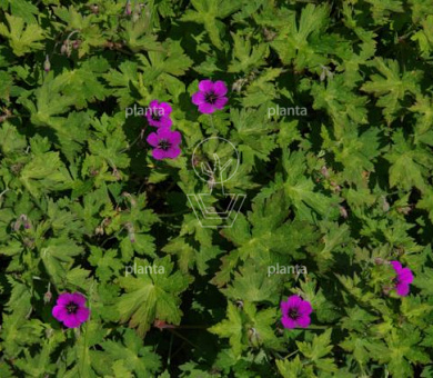 Geranium 'Anne Thomson'